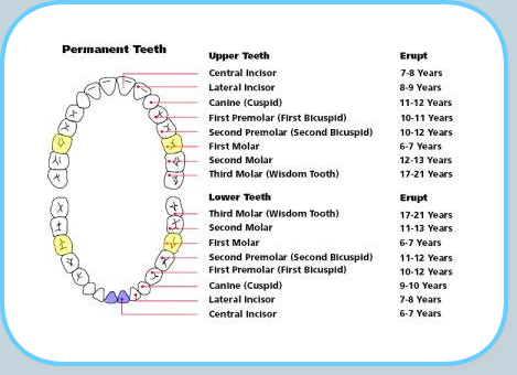 children teeth torgersen